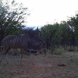 Kudu Trail Cam Pictures Namibia