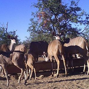 Namibia Female Kudu & calves Trail Cam Pictures