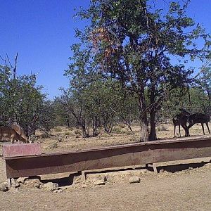 Trail Cam Pictures of Baboon & Impala