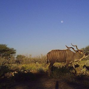 Kudu & Female Kudu Trail Cam Pictures Namibia