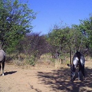 Trail Cam Pictures of Gemsbok Namibia