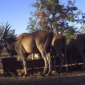 Namibia Trail Cam Pictures Eland