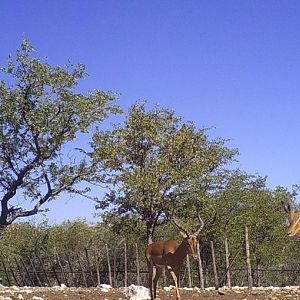 Trail Cam Pictures of Impala Namibia