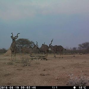 Kudu Trail Cam Pictures Namibia