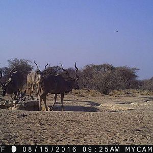 Namibia Trail Cam Pictures Kudu