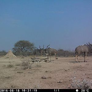 Trail Cam Pictures of Kudu Namibia