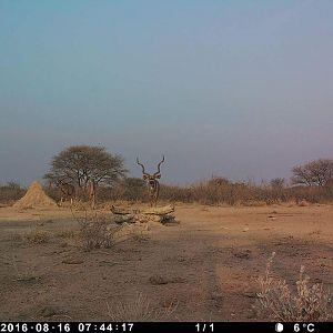 Namibia Trail Cam Pictures Kudu