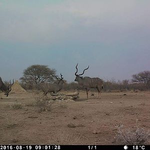 Kudu Trail Cam Pictures Nambia