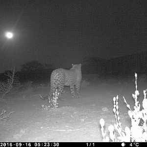 Namibia Trail Cam Pictures of Leopard