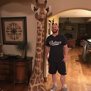 Giraffe Shoulder Mount Taxidermy