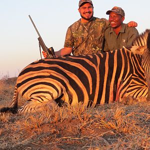 South Africa Hunt Burchell's Plain Zebra