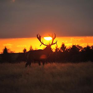Hunting Red Deer in France