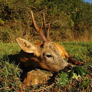 France Hunting Roe Deer