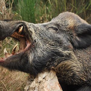 Wild Boar Hunting in France