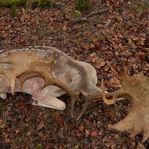France Hunt 8 SCI pts Gold Medal Fallow Deer - 201 CIC pts 268 2