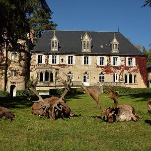 Hunting Sika Deer,  Red Deer,  Fallow Deer & Mouflon in France