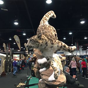 Snow Leopard Full Mount Taxidermy