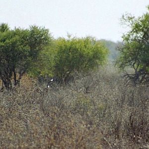 Three Kudu's in the bush