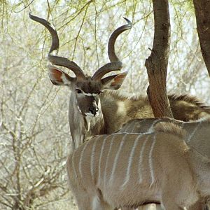 Kudu