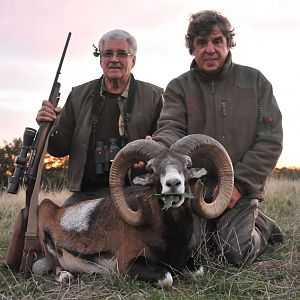 Hunting Mouflon in France