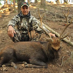 Hunt Sika Deer France