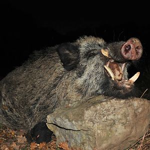 Wild Boar Hunt France