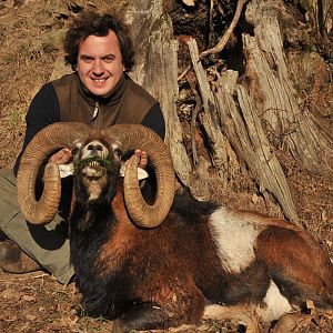 France Hunting Mouflon