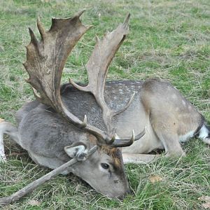 Fallow Deer Hunt France