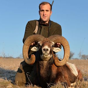 France Hunting Mouflon