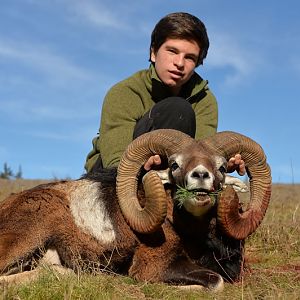 Hunting Mouflon in France