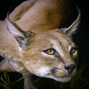 Caracal & Springhare Full Mount Taxidermy