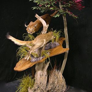 Caracal & Springhare Full Mount Taxidermy