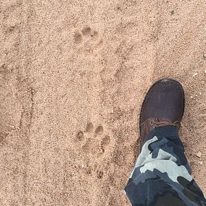 Leopard Tracks