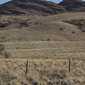 Hartmann's Mountain Zebra in Namibia