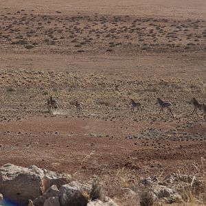 Hartmann's Mountain Zebra in Namibia