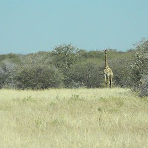 Giraffe Namibia