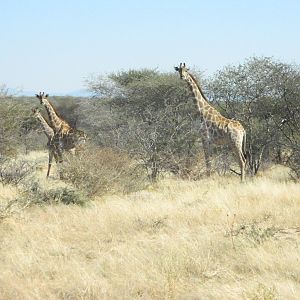 Giraffe Namibia