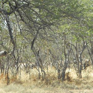 Gemsbok in the bush