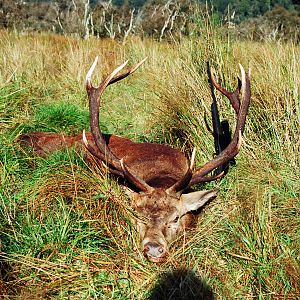 Red Stag Hunt in New Zealand