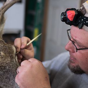 Taxidermy Workshop