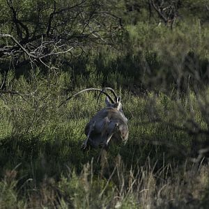 Scimitar Oryx in Texas