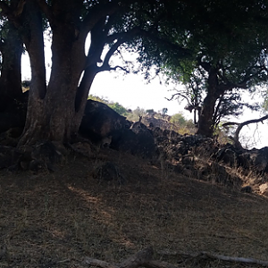 Klipspringer taking refuge from the heat