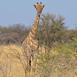 Giraffe South Africa
