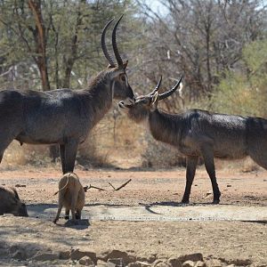 Waterbuck & Warthog at waterhole South Africa
