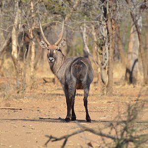 Waterbuck South Africa