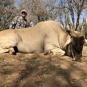 Bow Hunting Eland in South Africa