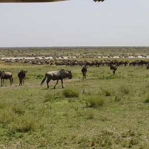 Wildebeest as far as the eye can see - Tanzania