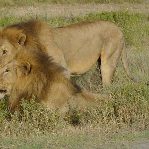 Two lions in Tanzania