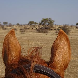 Botswana Horseback Ride