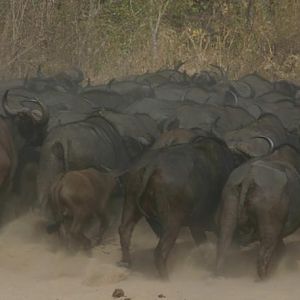 Herd of Cape Buffalo Tanzania